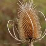 Natural garden: 5 remarkable wild plants