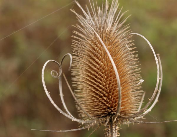 Natural garden: 5 remarkable wild plants