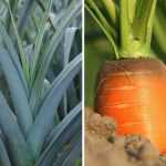 Carrot fly, leek leaf miner: protect your crops!