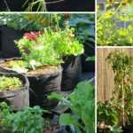 Urban vegetable garden — it's in the bag!