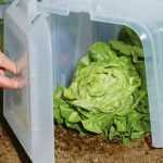 Vegetable garden: protecting sowing and crops from the cold