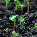 Vegetables: organic seeds, F1 hybrids or traditional seeds... What to choose?