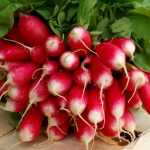 10 spring and summer radishes to sow almost year-round.