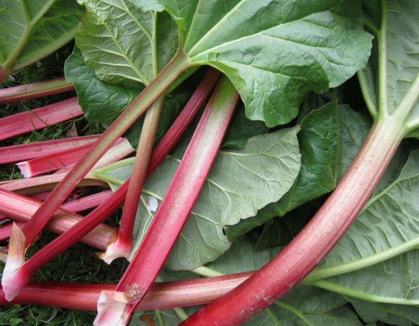 Growing rhubarb is easy!