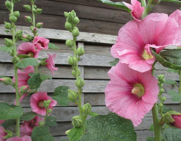 Now's the time to start sowing hollyhocks!