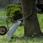 Vegetable garden: 7 easy vegetables to sow in early summer