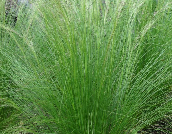 Grasses: Angel Hair or Stipa tenuifolia — what should we do with them?