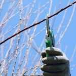 Pruning for Better Flowering