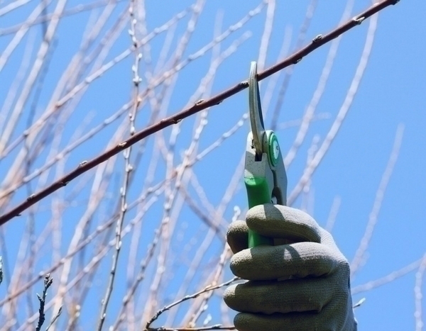 Pruning for Better Flowering