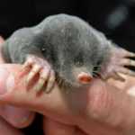 Moles in the garden: get rid of them or live with them?