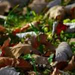 Mulching fabric: for or against?