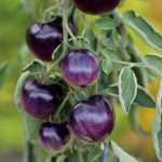 10 rare or unusual tomatoes to impress your friends