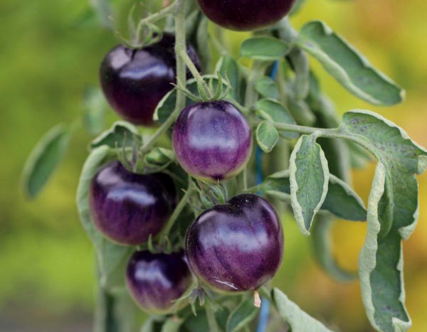 10 rare or unusual tomatoes to impress your friends