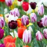 Tulips: how to choose them well in 3 points?