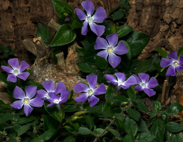 10 evergreen groundcovers to have in your garden!