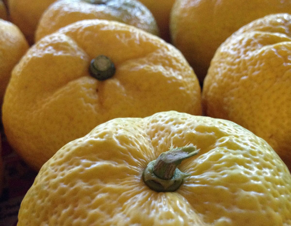 Yuzu: a highly sought-after Japanese citrus tree
