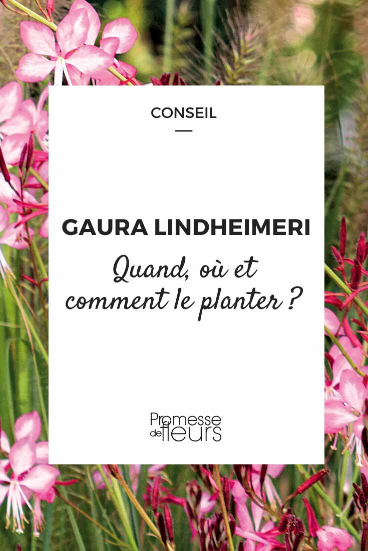 Planting Gaura: When and How