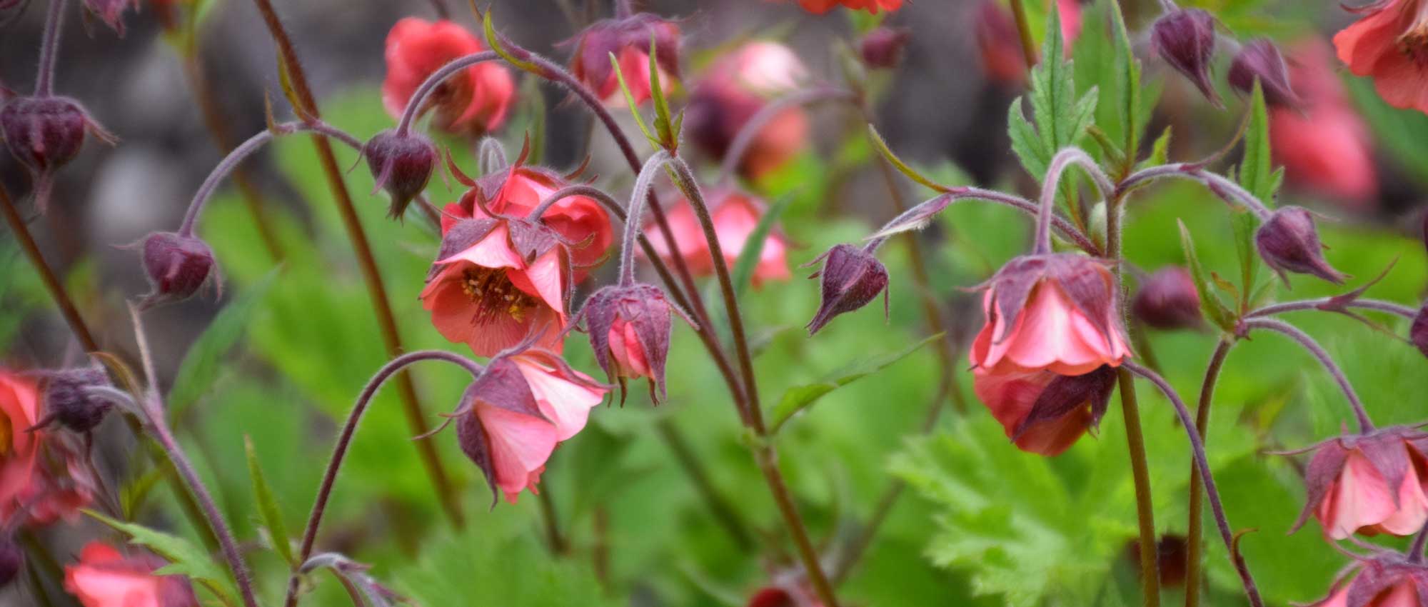 Benoites or Geum: to plant, to grow and to maintain
