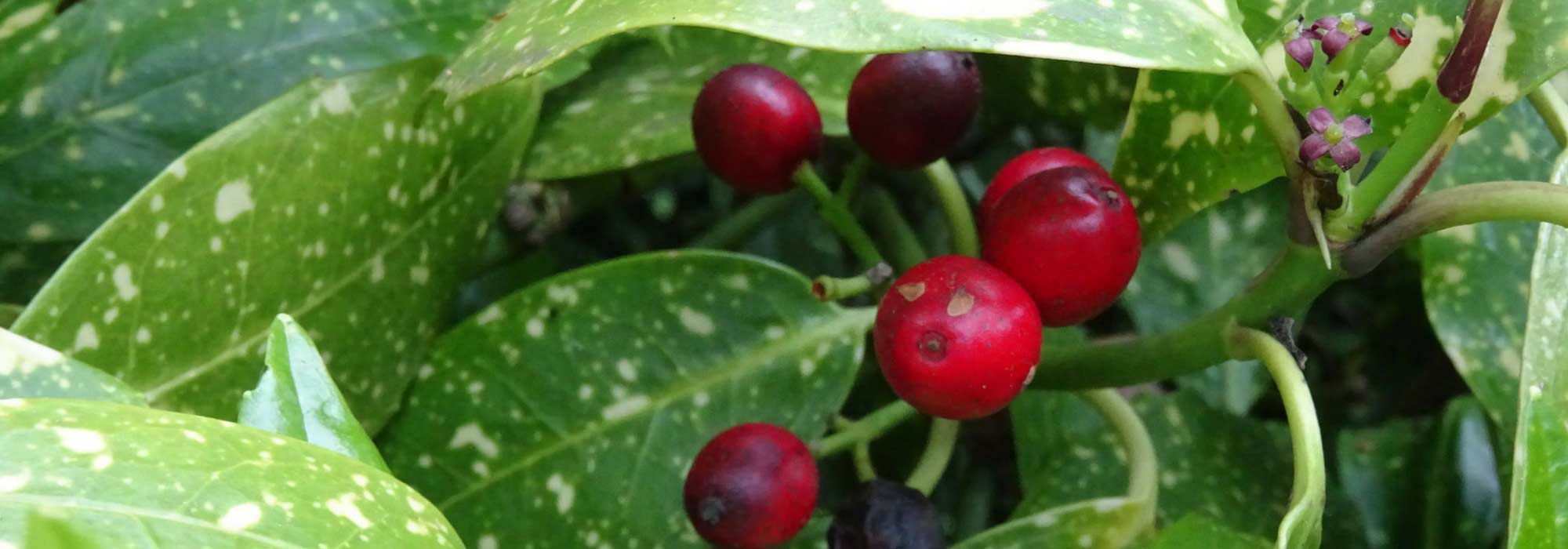 Aucuba: plant, pruning and maintain