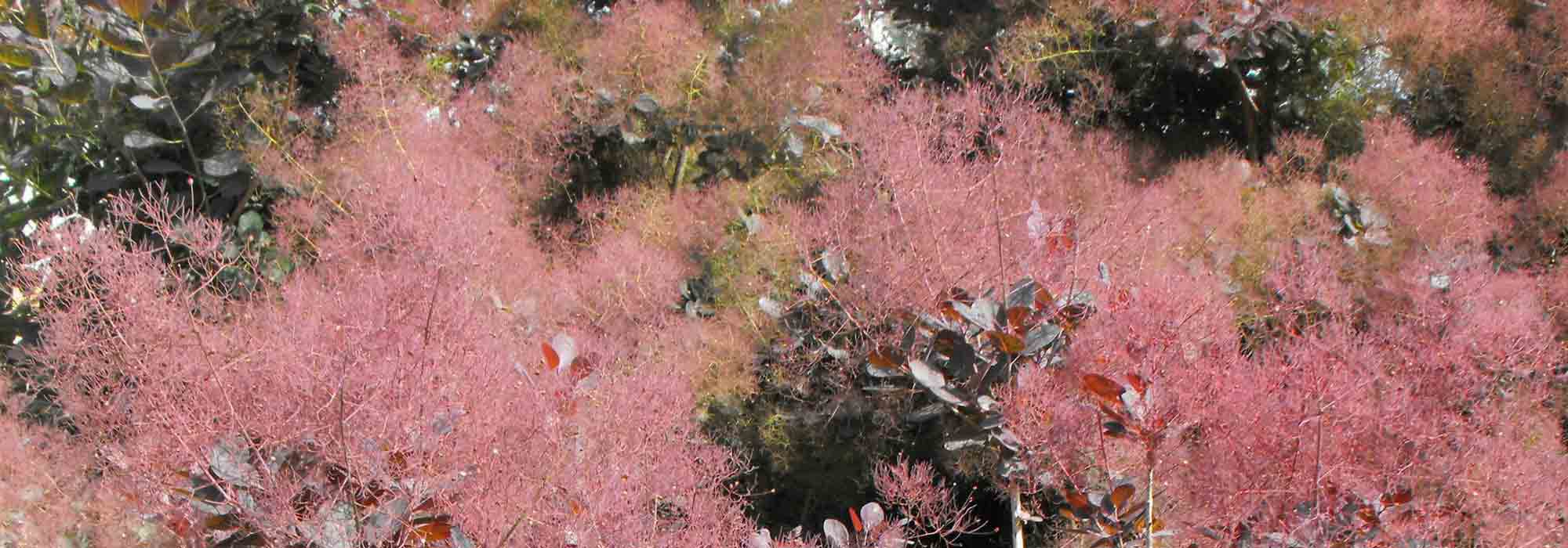Cotinus, wig tree: plant, pruning, maintain