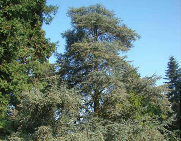 5 Great Conifers for a Characterful Garden
