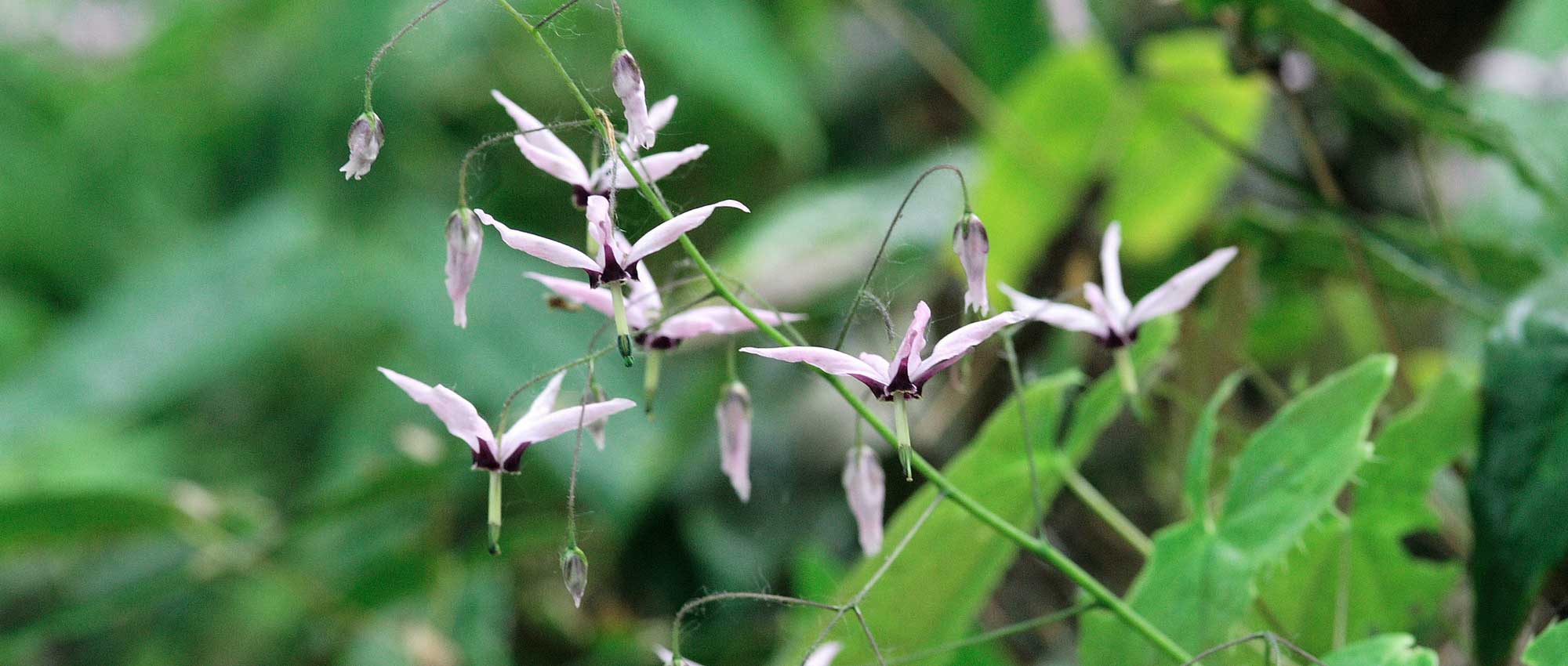 Epimedium, Fairy Wings: Planting, Growing and Care
