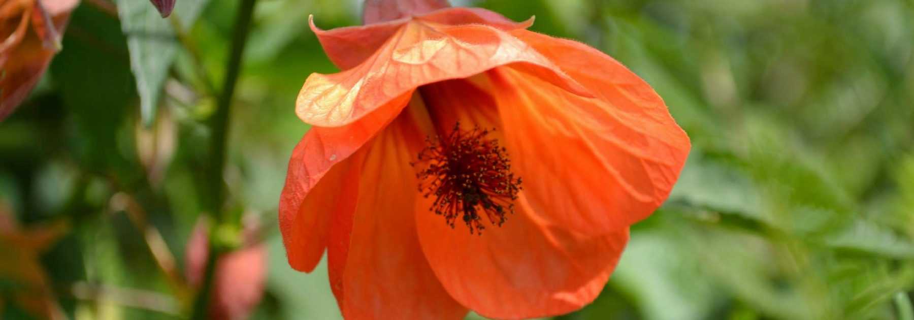 Abutilon: Planting, Pruning and Care