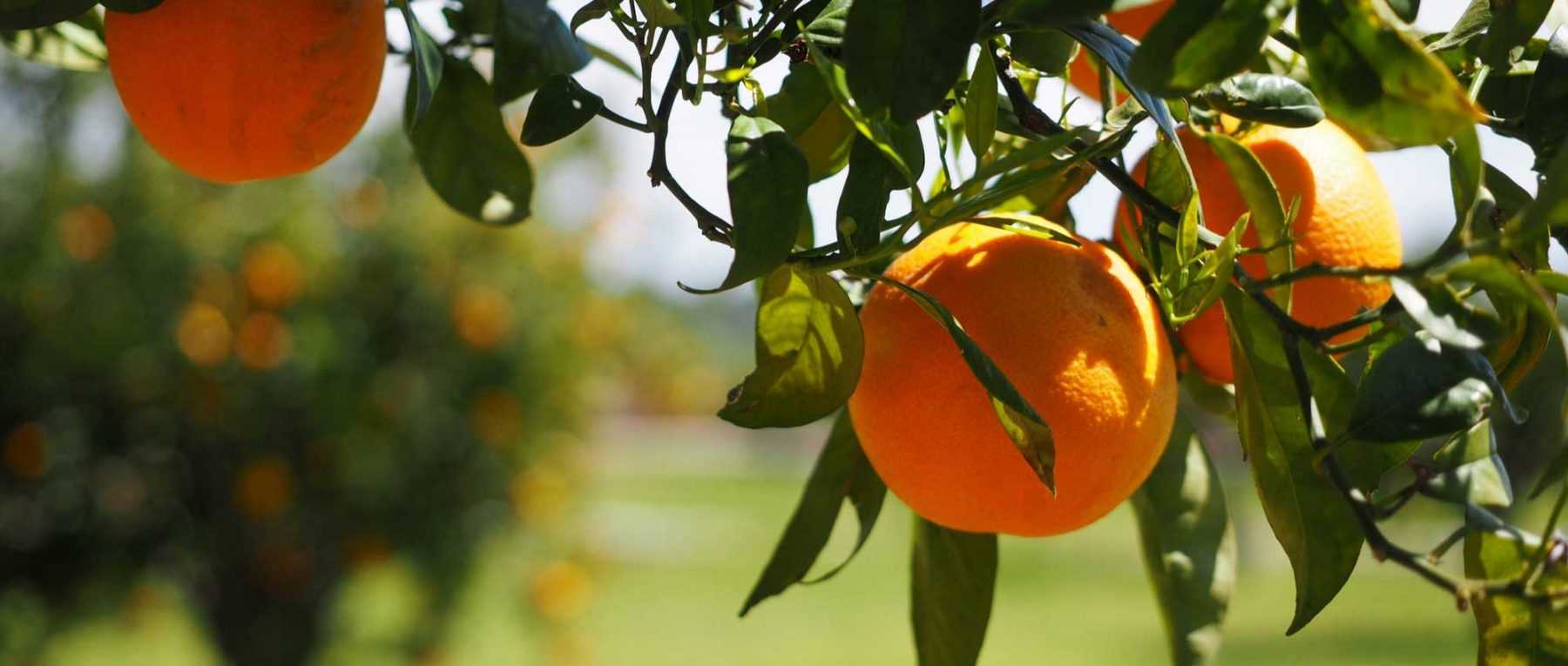 Lemon Trees, Orange Trees and Other Citrus: Planting and Growing in Pots or in the Garden