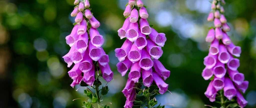 Foxgloves: sowing, planting and care