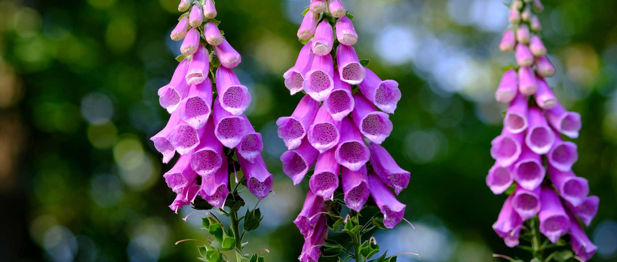 Foxgloves: sowing, planting and maintenance