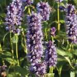 Agastache: Planting, Growing and Caring