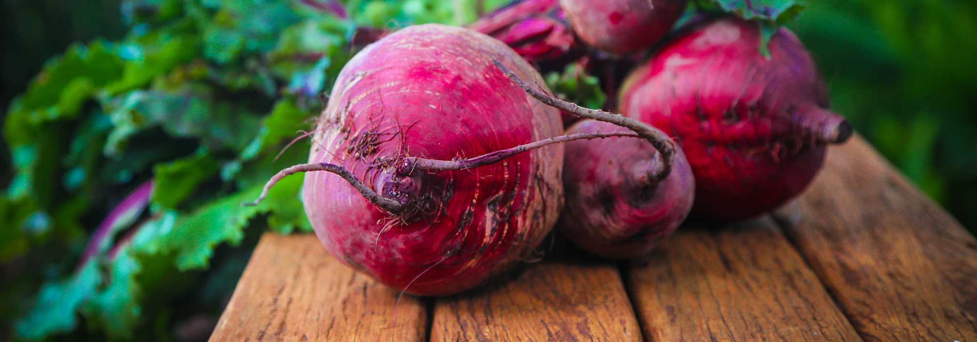 Beetroot: sowing, planting, growing and harvest