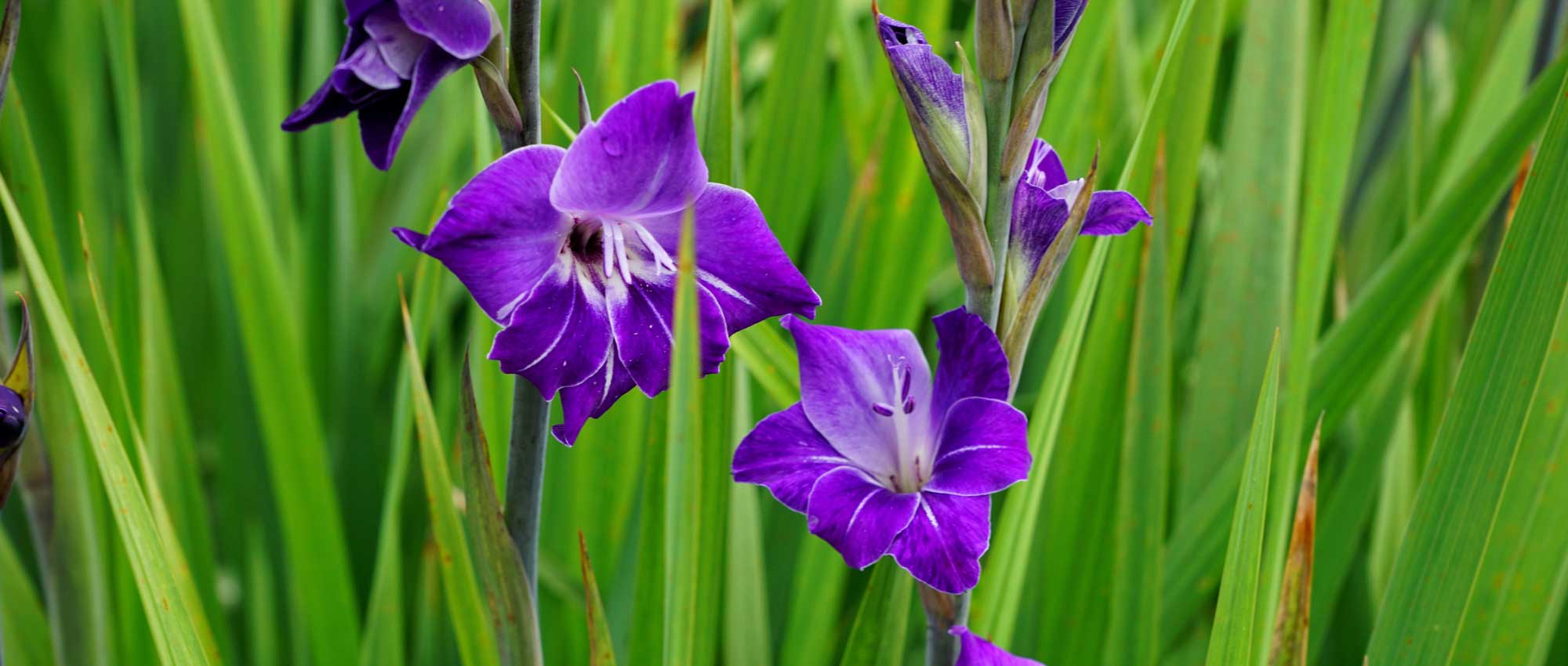 Gladioli: to plant, to grow and to maintain