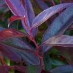 Leucothoe: planting, cultivation, pruning and maintenance