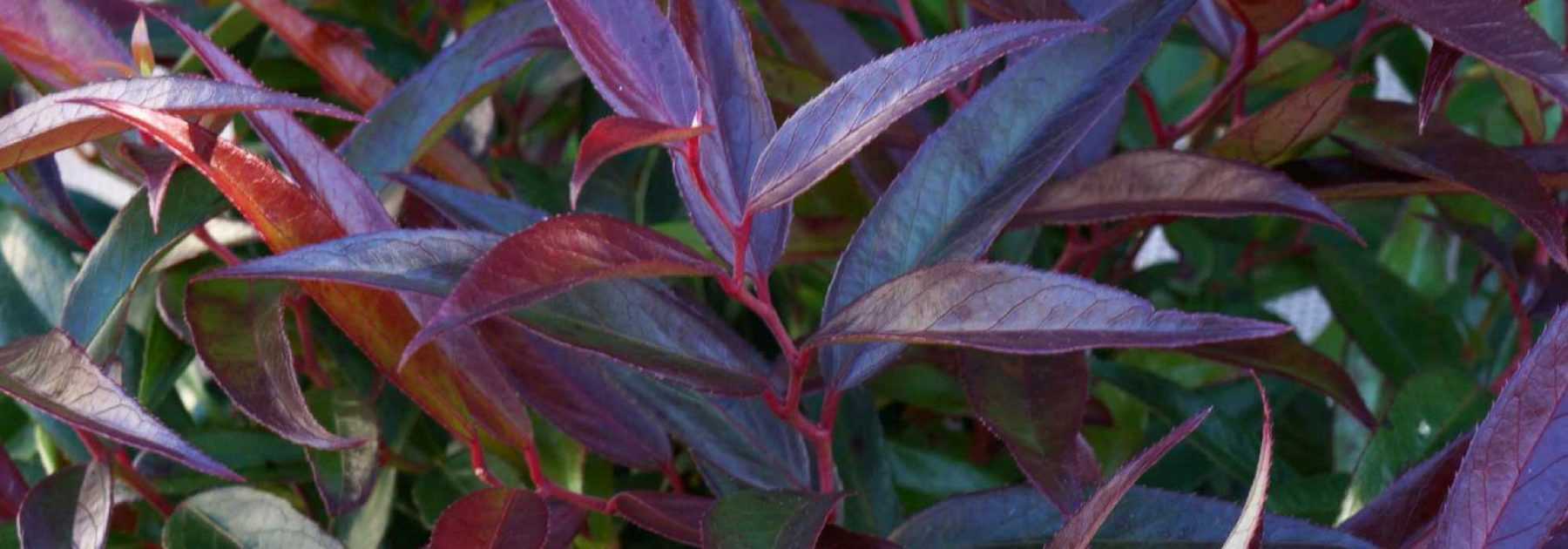 Leucothoe: planting, cultivation, pruning and maintenance