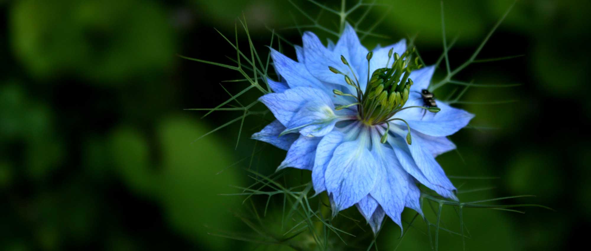 Nigella damascena : semis, culture et entretien