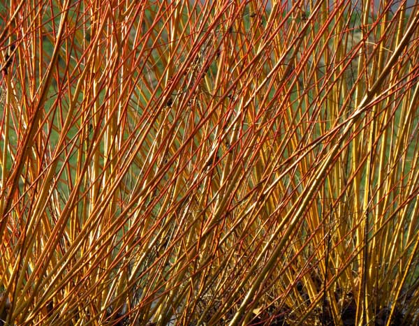 Basketry: the art of weaving plants