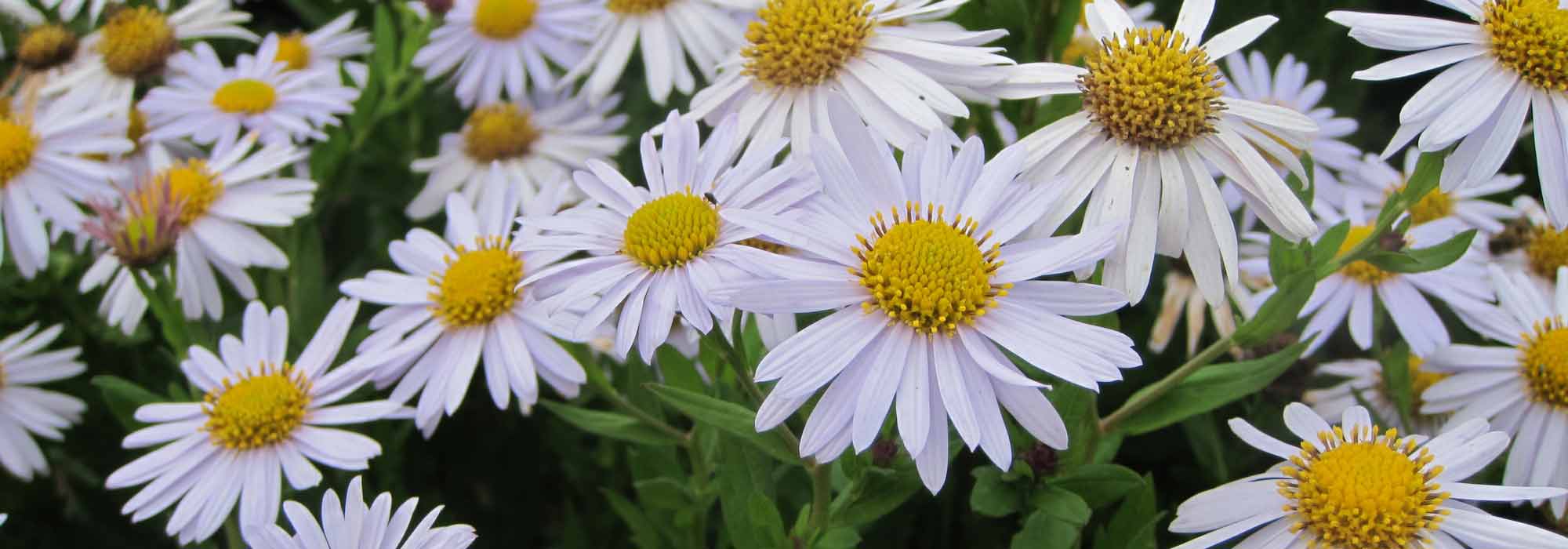 Kalimeris: planting, growing and care