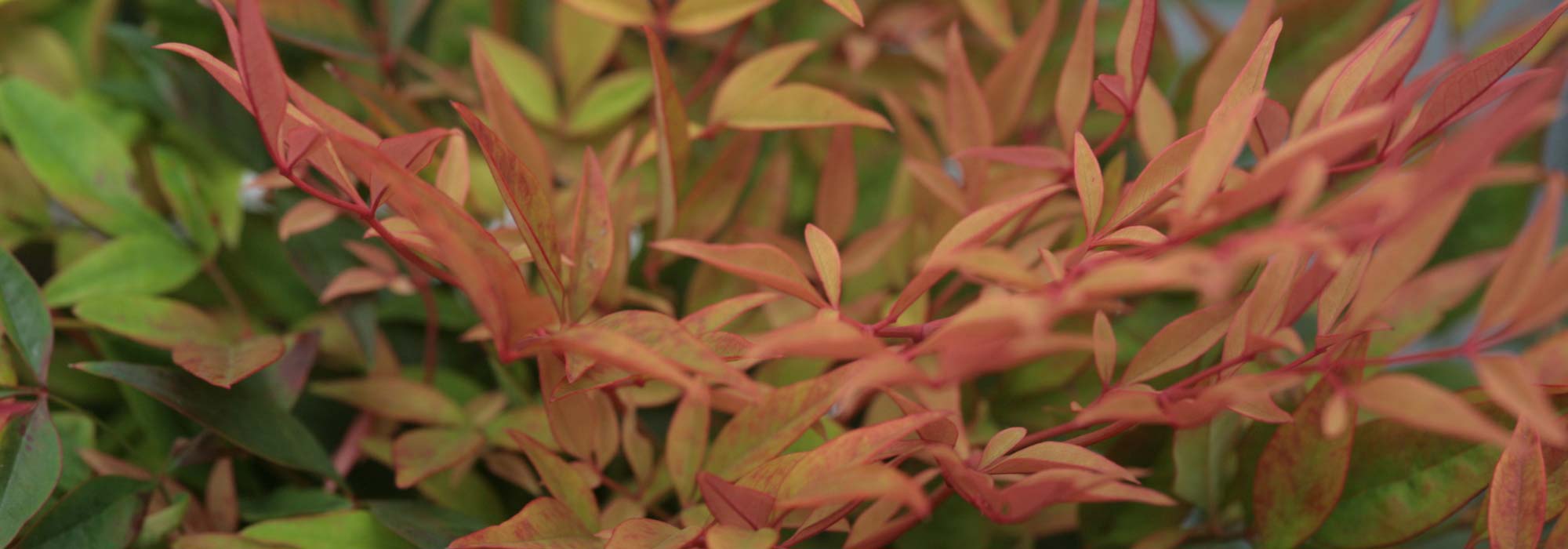 Sacred bamboo, *Nandina domestica*: planting, pruning, maintenance