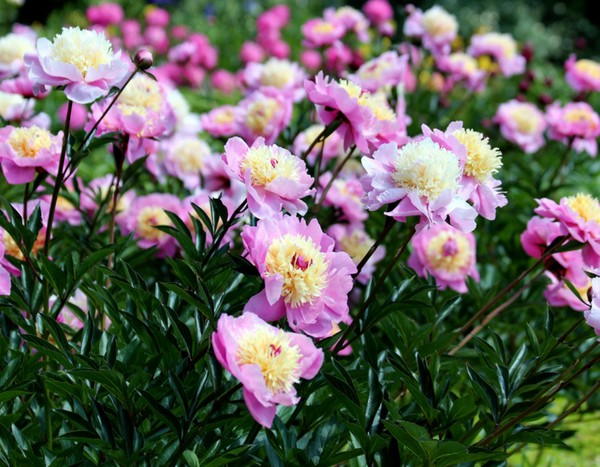 6 tips for making beautiful peony bouquets
