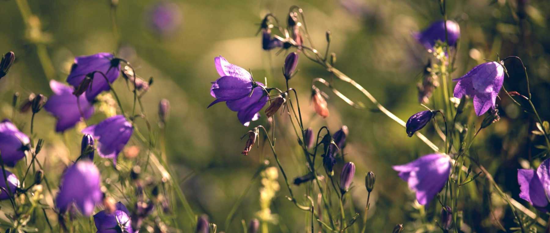 Bellflowers: Planting, Growing and Care