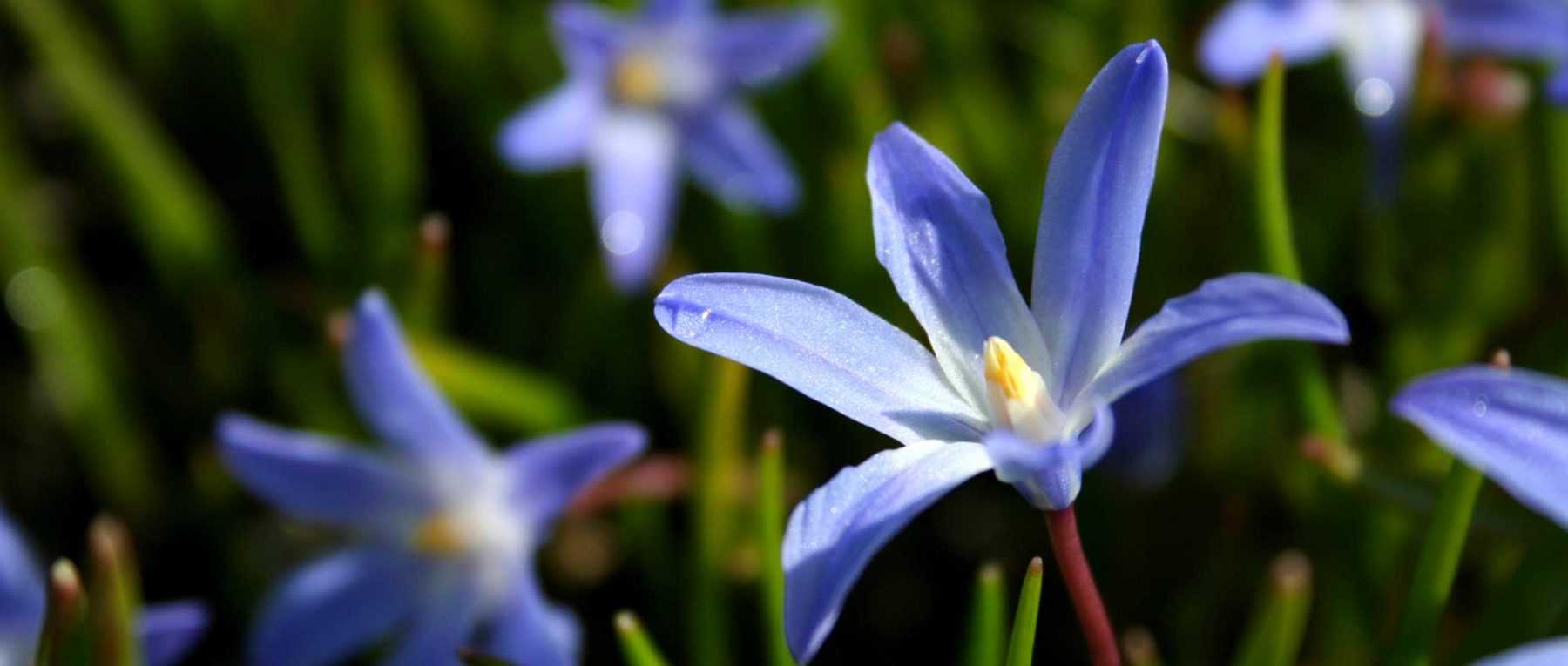Chionodoxas: planting, cultivation and maintenance