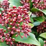 Skimmia : plant, pruning et maintain