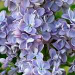 Lilac, *Syringa*: plant, prune, maintain