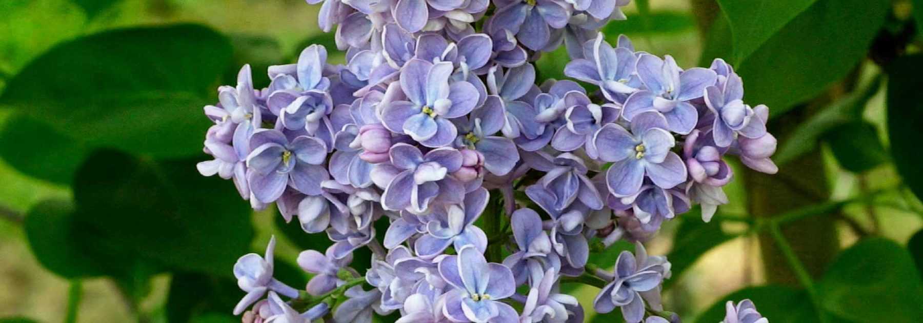 Lilac, *Syringa*: plant, prune, maintain