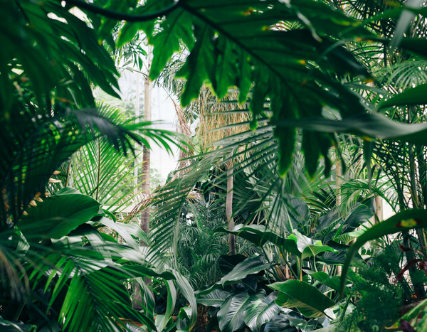 10 exotic and hardy plants for a jungle garden