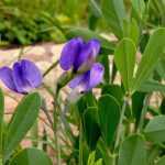 Baptisia or Lupin indigo: sow, plant and grow