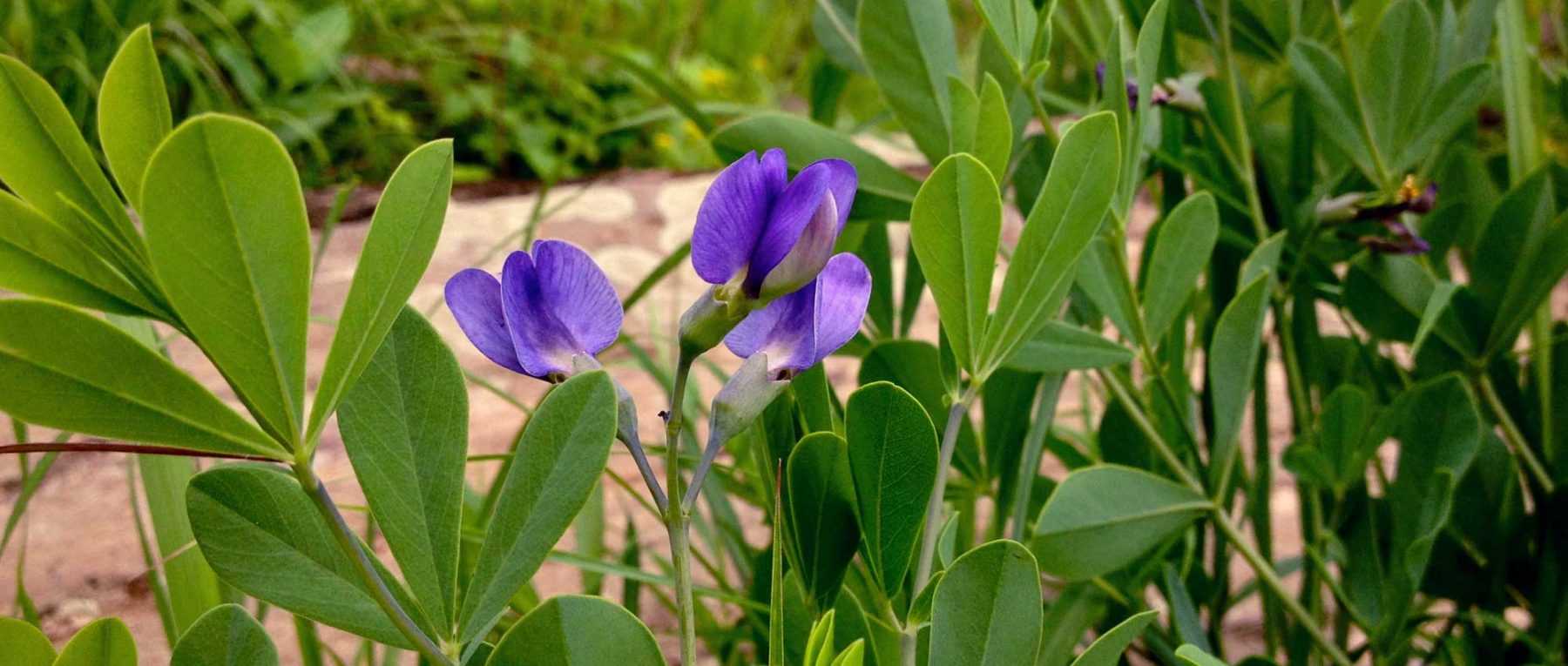 Baptisia or Lupin indigo: sow, plant and grow