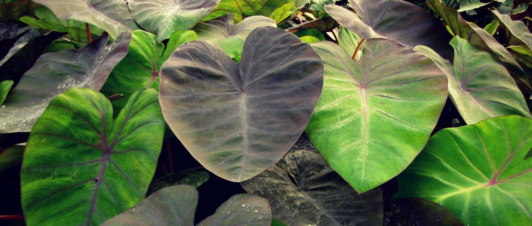 Colocasia: to plant, to grow and to maintain