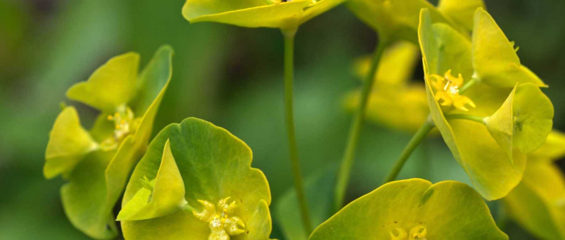 Euphorbias: to plant, to grow and to maintain